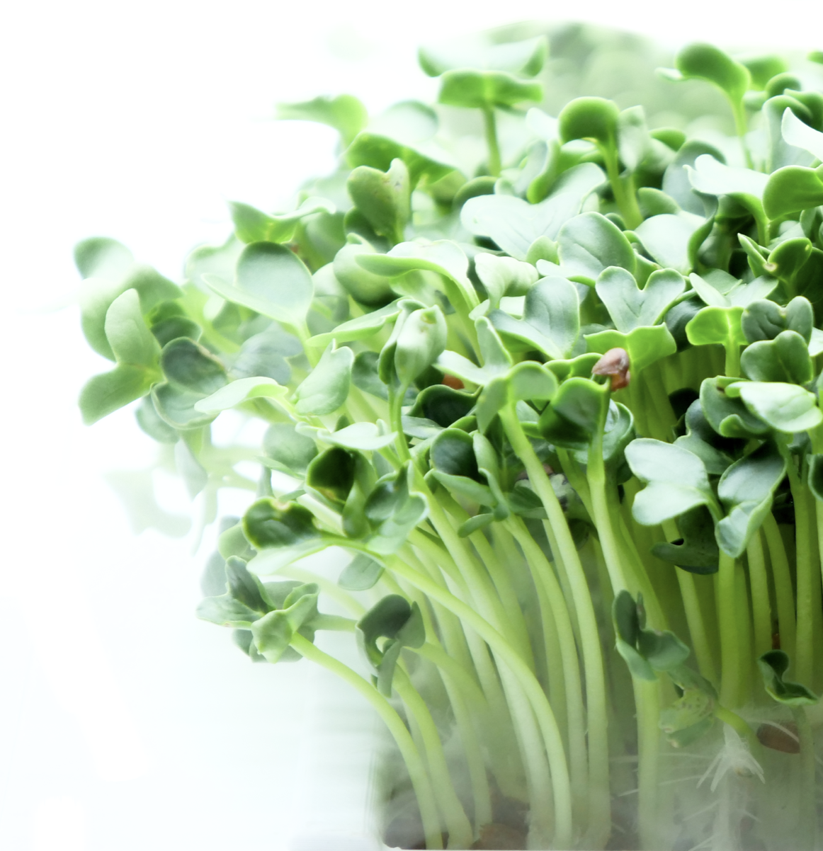 Cloud Root technology